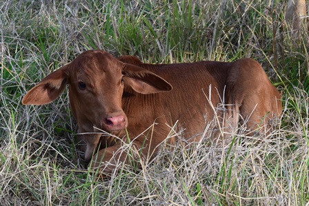 Wilfred Calf